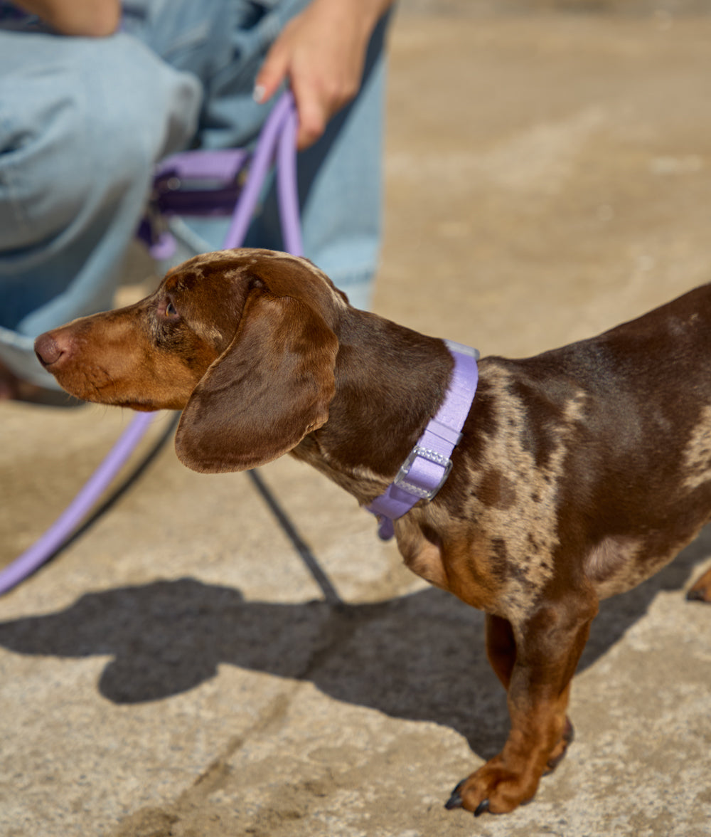 Cafide Ona Dog Collar in Violet