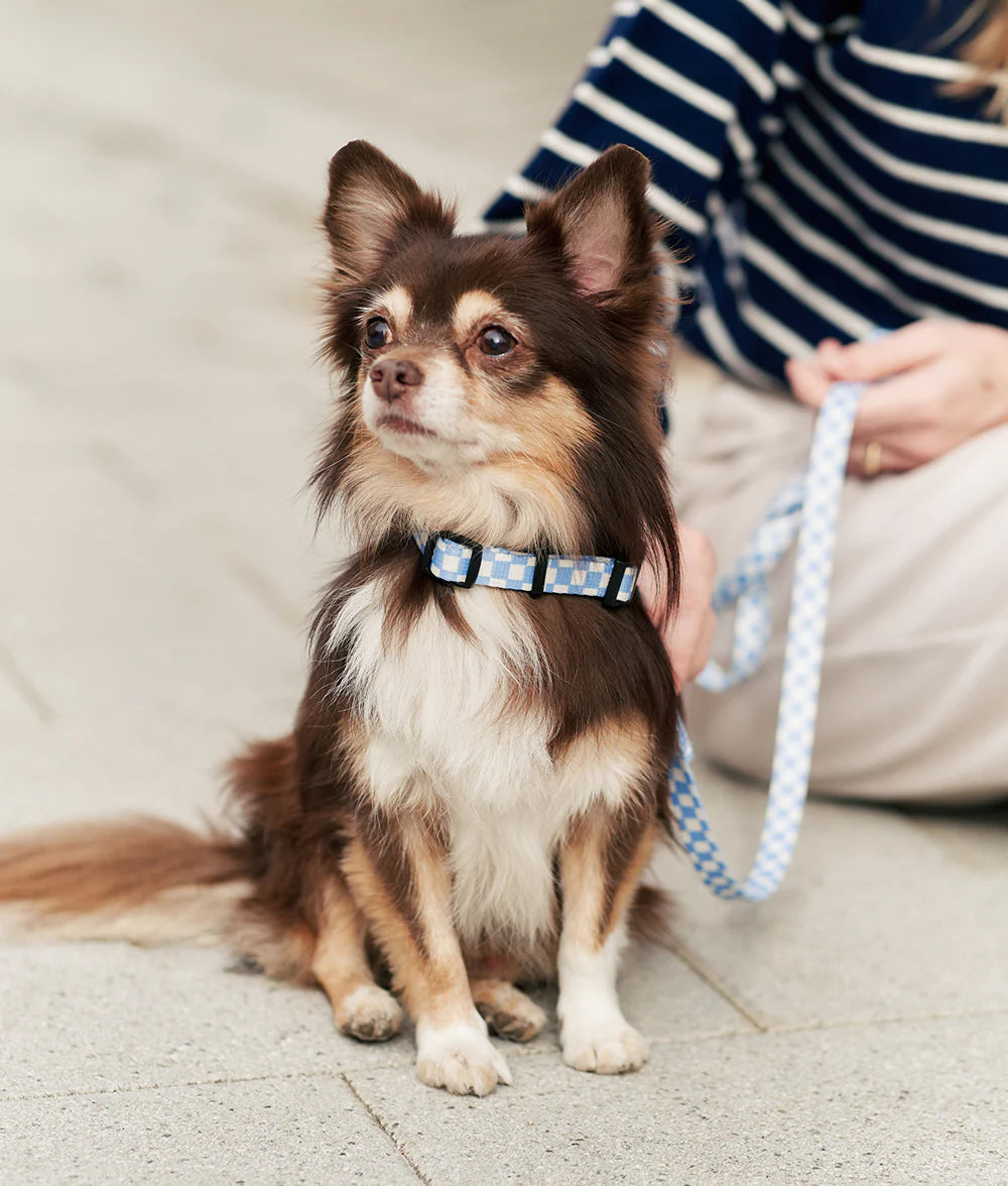 Cafide Juno Recycled PET Collar