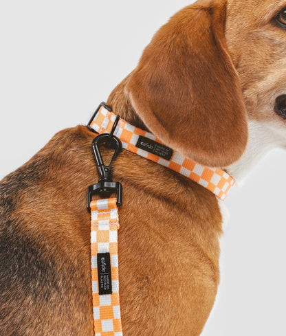 Cafide Juno Recycled PET Collar