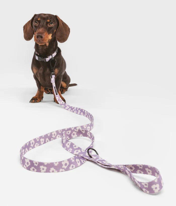 Cafide Juno Recycled PET Collar