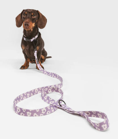 Cafide Juno Recycled PET Collar