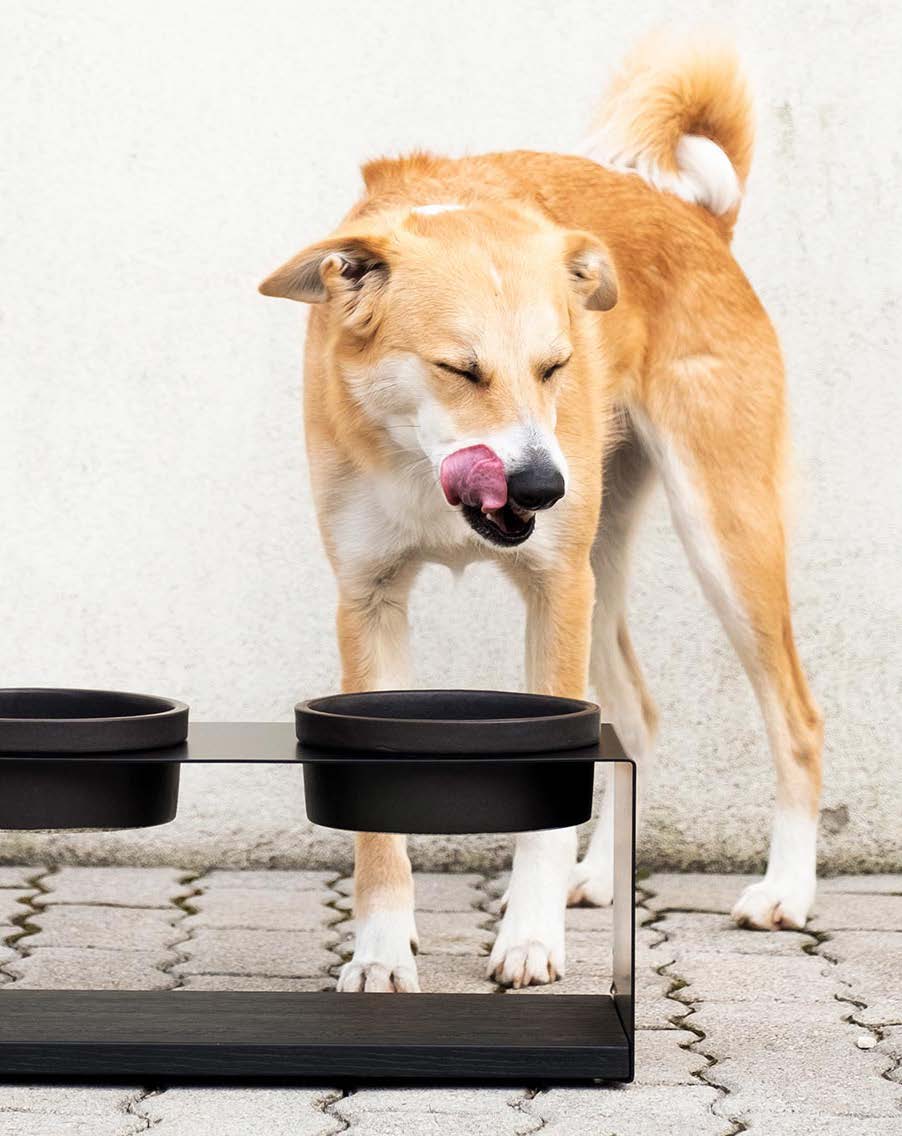 Tan dog beside a black DonArturo TECCÀ M² elevated double feeder